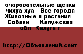 очаровательные щенки чихуа-хуа - Все города Животные и растения » Собаки   . Калужская обл.,Калуга г.